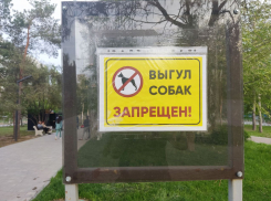 Волгоградцам запретили свободно выгуливать собак