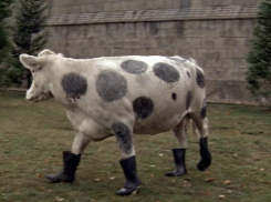 Сбитая на трассе под Волгоградом корова приземлилась на пастушку