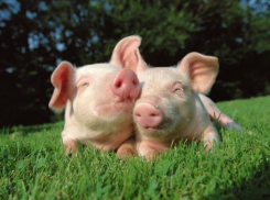 В Волгоградской области снят карантин по АЧС