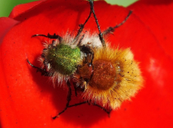 «Вкалывают сперму своим любовницам прямо в живот, протыкая внутренности»: волгоградский натуралист о любви насекомых