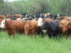 Под Волгоградом предприниматель разводил в природном парке «Цимлянские пески» рогатый скот