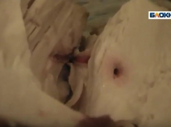 Курица с червями – экзотика волгоградского ритейла 