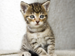 Волгоградцы спасают котенка, замурованного в дачном домике