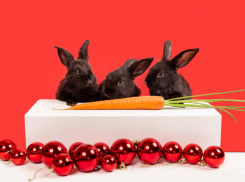 Спокойствие и стабильность обещает черный кролик волгоградцам в 2023 году