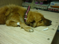 В Волжском догхантеры отравили собаку, спасенную от отстрела 