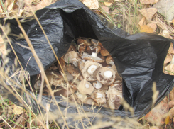 В крайне тяжелом состоянии в реанимации: семья под Волгоградом отравилась грибами