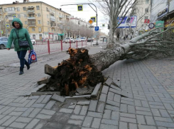 Огромное дерево с корнем вырвало возле торгового центра в Волгограде: видео очевидцев