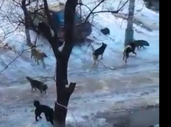 Волгоградцы вовсю обсуждают видео утреннего квеста с бездомными собаками