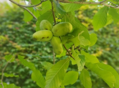 В Волгограде впервые собрали урожай бананового дерева