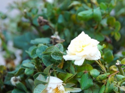 Большой праздник роз прошел в рамках акции «Зеленая волна» в парке Аттракционов Волгограда