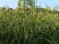 Под Волгоградом тысячи гектар посевов оказались вне закона