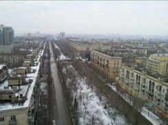 В центре Волгограда незаконно вырубили 5 вязов и клен