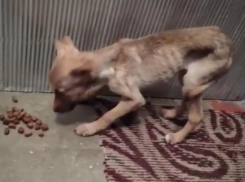 Щенка с жутким истощением подбросили в подъезд на Тулака: в Волгограде спасают маленькую жизнь