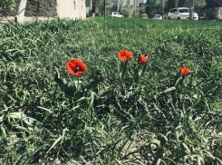 Жара до +29ºС и палящее солнце ждут волгоградцев в первый рабочий день недели