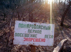 В Волгоградской области продлено ограничение на посещение лесов