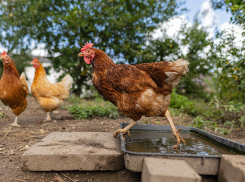 «Птицефабрику Краснодонскую» в Волгоградской области оштрафовали на полмиллиона за неправильное хранение помета
