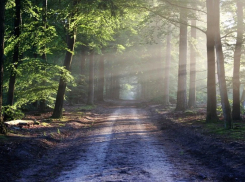 Волгоградцам запретили посещать леса из-за опасности пожаров