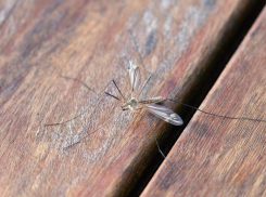 С 12 мая начнут травить комаров и клещей в Волгоградской области