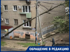 «Пошла за водой - убило током»: в Волгограде рухнуло дерево на провода