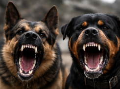 Случаи собачьих нападений на детей подсчитывают волгоградцы  в поселке Горьковском