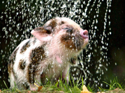 Дожди и грозы обрушатся на область, пока Волгоград сгорает на солнцепеке