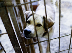 Волгоградцы собирают подписи, чтобы не дать коммунальщикам Тракторозаводского района умерщвлять собак