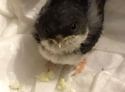 «Кормить детским питанием через шприц»: волгоградцам рассказали, как выходить выпавших из гнезда птенцов