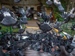 Купание голубей в коммунальном «джакузи» попало на видео в Волгограде