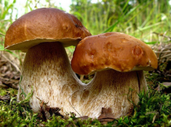 Чемпионат «тихих браконьеров» состоится под Волгоградом на выходных