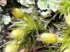 Редкое растение с волосатыми головками исчезает в Волгограской области