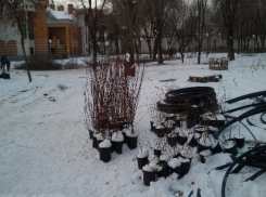 Зима в Волгограде: рабочие кладут тротуарную плитку, высаживают  деревья и раскатывают газон  