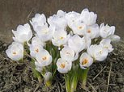 На стихийном рынке Волгограда житель Крыма продавал краснокнижные подснежники 