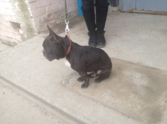 Волгоградец травил на французского бульдога собак, чтобы сделать из него бойца 