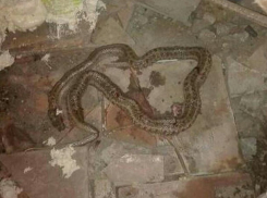 Испуганные волгоградцы жестоко убили заползшую в дом безобидную змею 