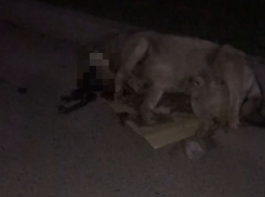 «Лежала в луже крови»: волгоградцы сообщили об избитой насмерть собаке 
