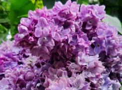 Сирень Победы: Волгоградский ботанический сад на видео показал 60 сортов диковинной красоты