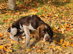 О разбросанной по улицам приманке с крысиным ядом предупреждают друг друга жители Волгоградской области 