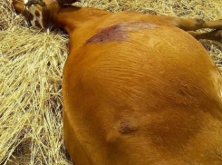 Стадо беременных коров хладнокровно расстреляли в Волгоградской области