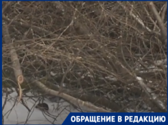 Ходят пешком: волгоградцы сняли на видео нашествие крыс