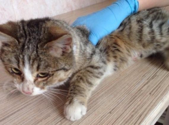 В Волжском нашли хозяина котенку, которым живодеры сыграли в футбол 