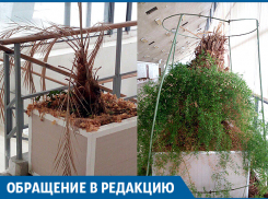 Зимний сад во Дворце спорта гибнет, - волгоградец 