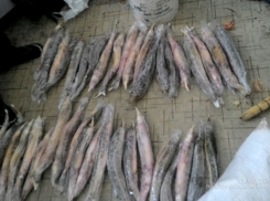 Пенсионер из Волгограда прятал у себя дома незаконную икру и балык на 150 тысяч рублей