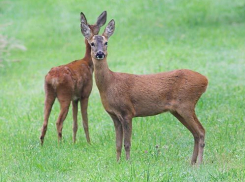 Под Волгоградом горе-охотник заплатит 100 тысяч за убийство косули