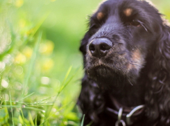 В Волгограде спаниель откопал во дворе дома мину