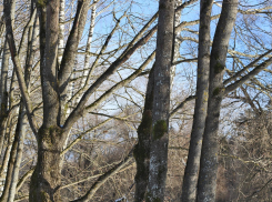 Под Волгоградом в парке почти за 100 миллионов выжили только три куста