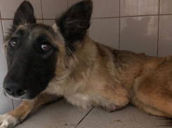 Читатели «Блокнота Волгограда» за несколько часов собрали деньги на спасение щенка с оторванной лапой