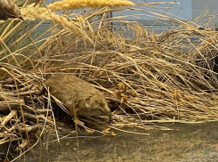 Засуха и электроудочки убивают русскую выхухоль в Волгоградской области  