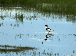 Волгоградский «КАУСТИК» в шорт-листе «Зелёной премии – 2025»