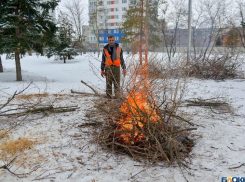 В центре Волгограда в парке жгут деревья