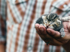 В Камышине 53-летнего осудят за жестокое убийство месячного котенка